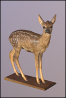 Deer doe (Capreolus capreolus)